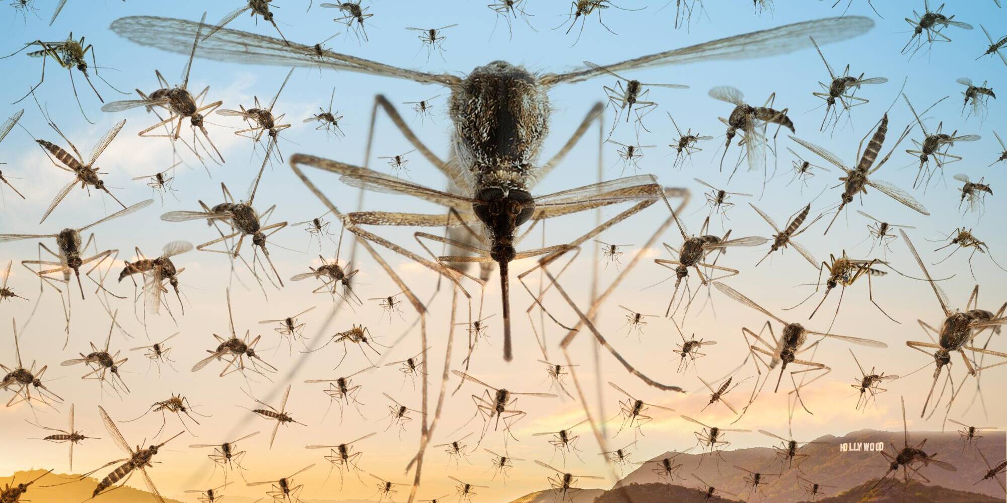 Bug Bloc West Island pest control