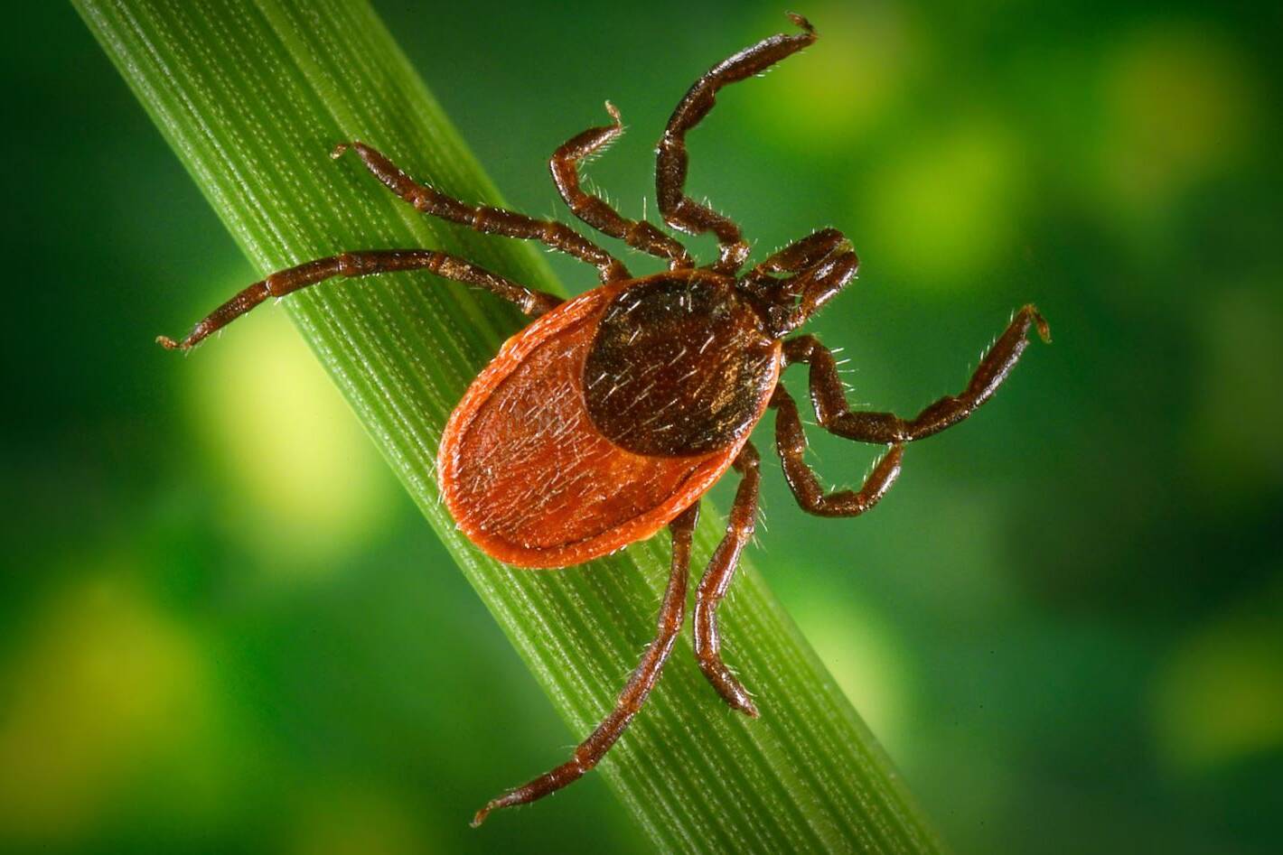 Bug Bloc West Island pest control