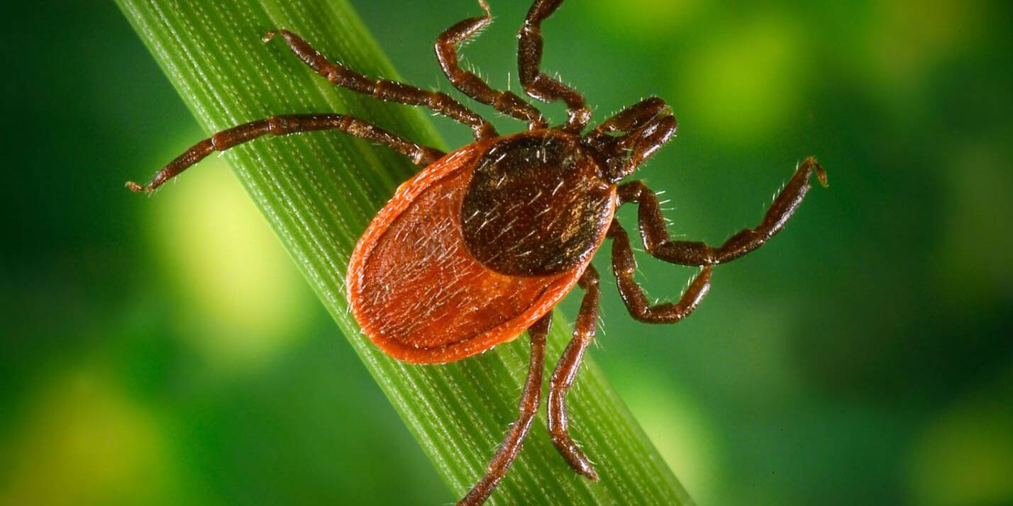 Bug Bloc West Island pest control