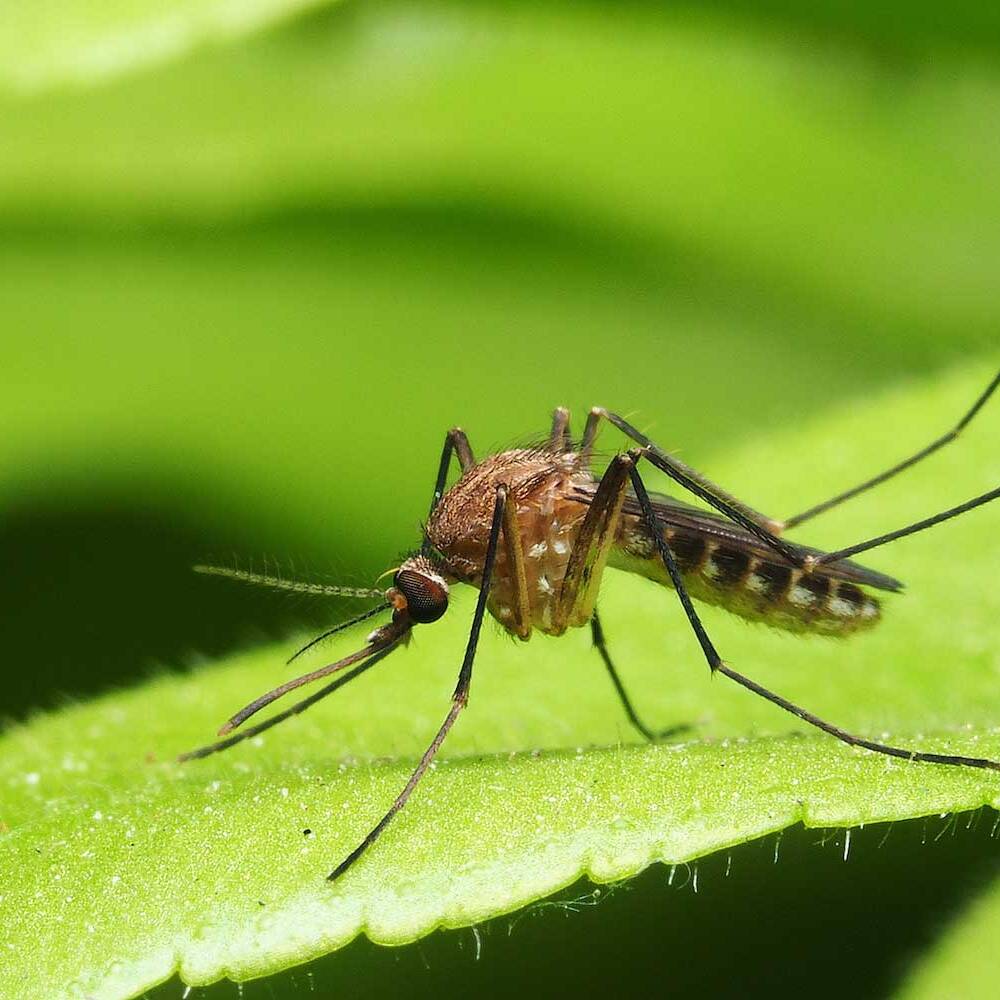 West Island Pest Control