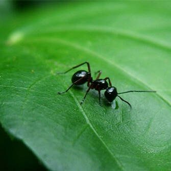 Bug Bloc West Island pest control