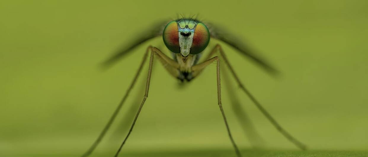 Bug Bloc West Island pest control