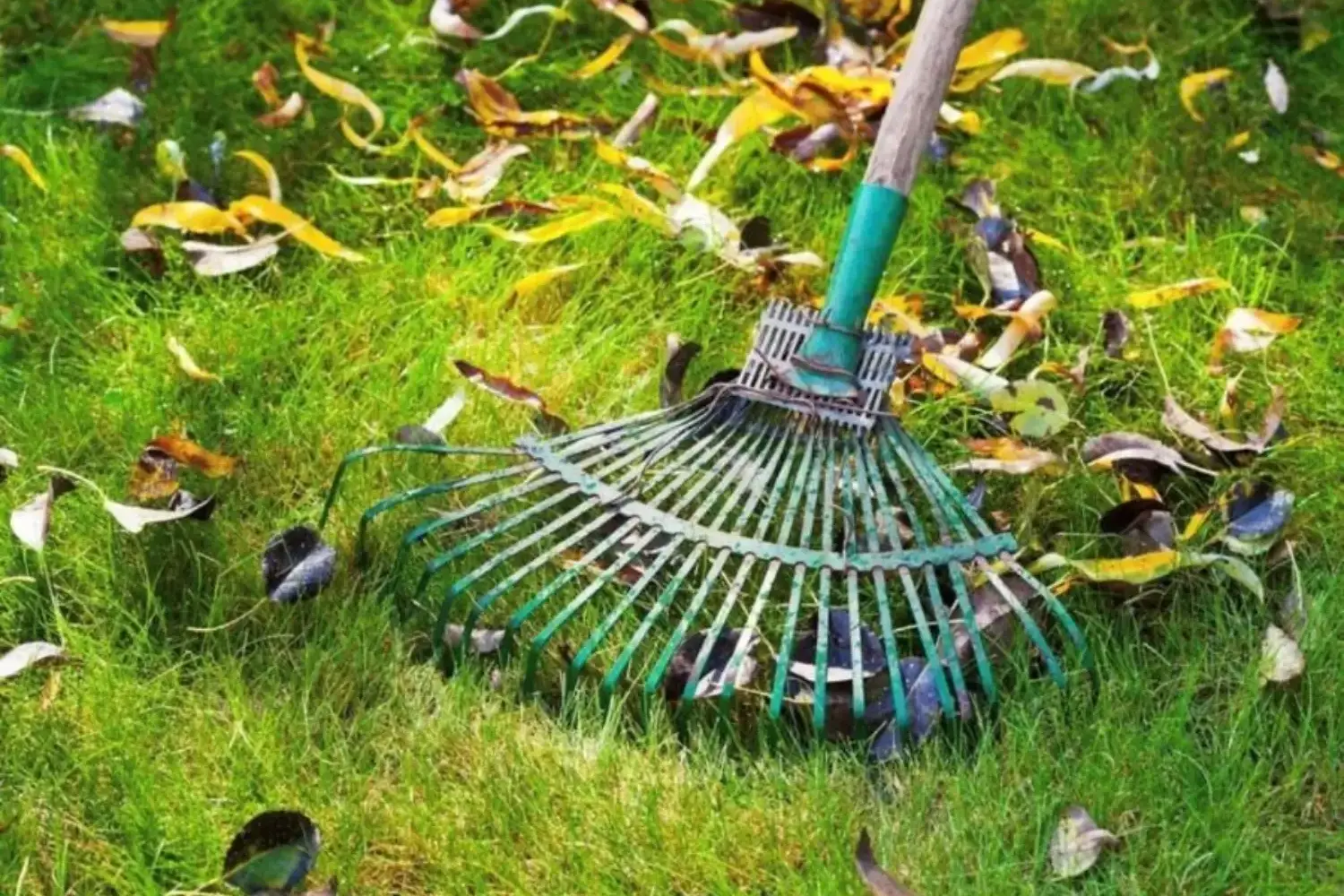 West Island Pest Control home owners guide