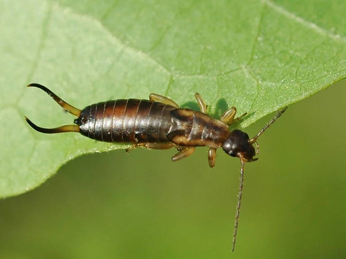 West Island Earwig Control