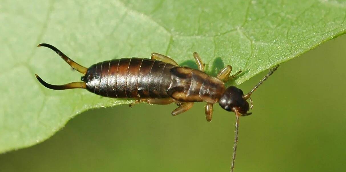 West Island Earwig Control