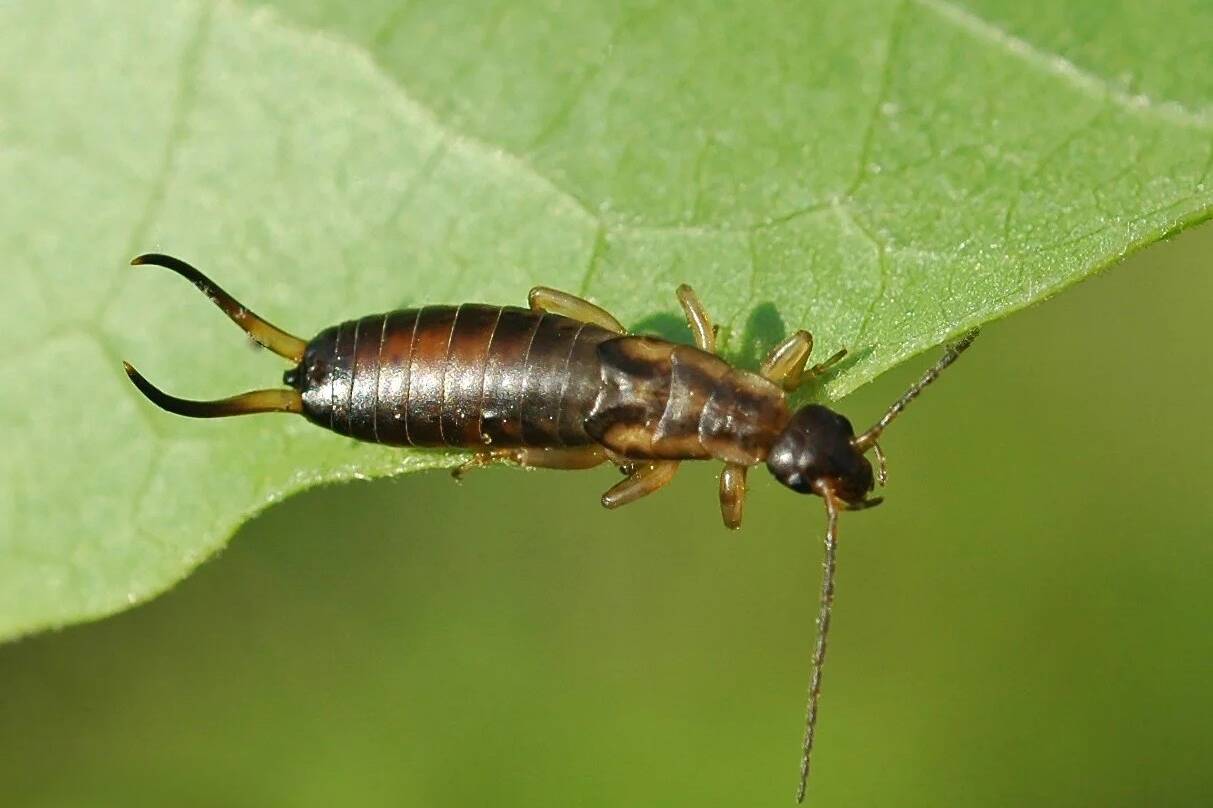 West Island Earwig Control
