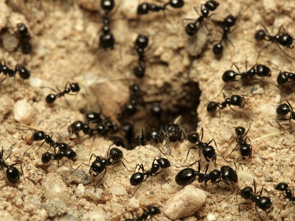 West Island Extermination