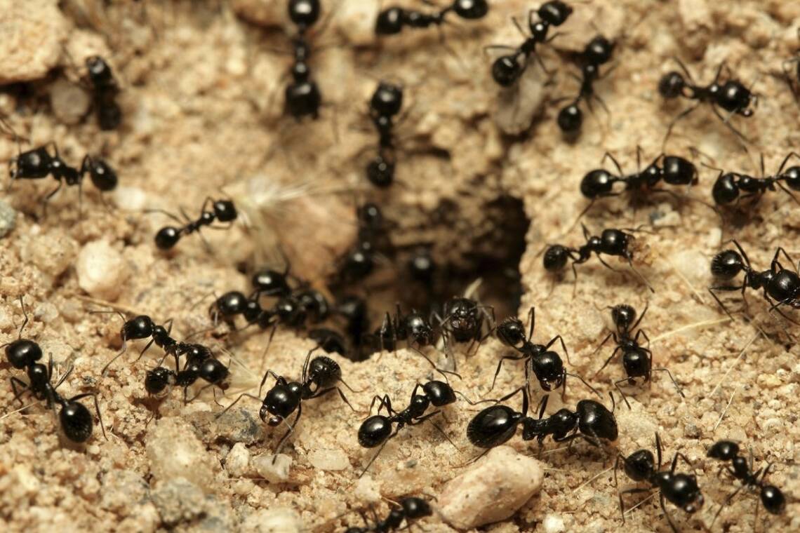 West Island Extermination