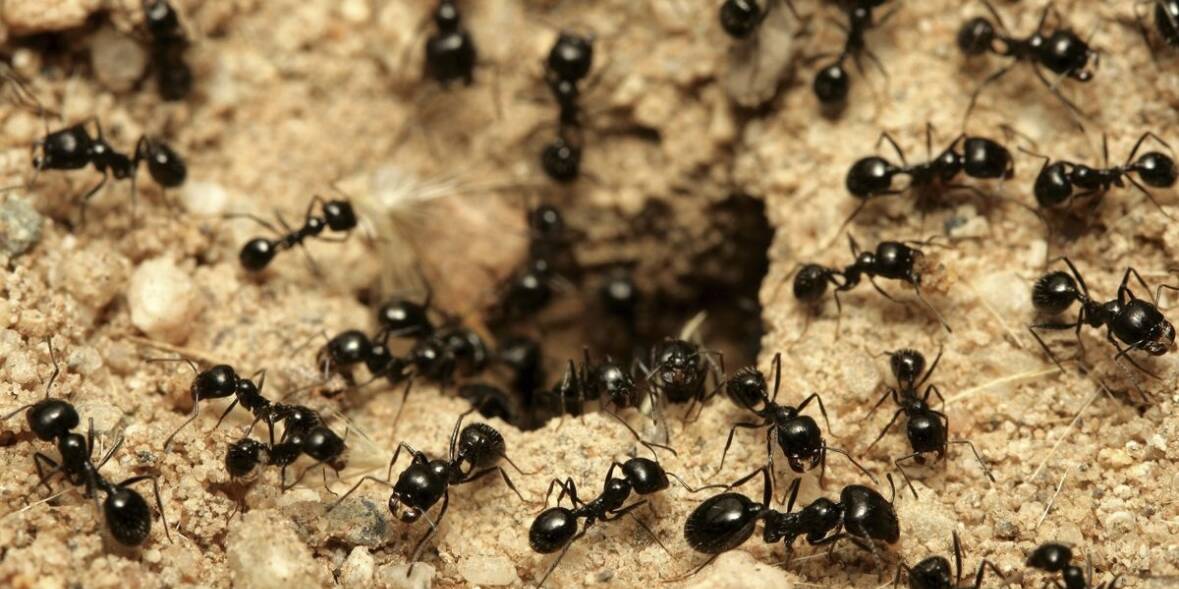 West Island Extermination