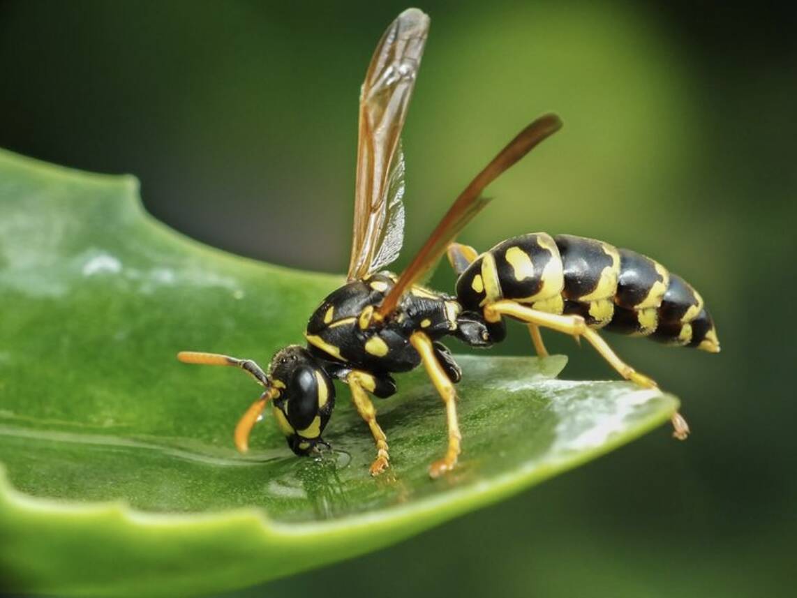 West Island Wasp Control
