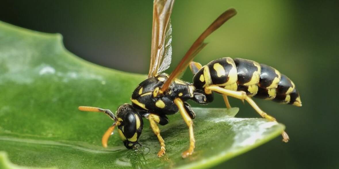 West Island Wasp Control