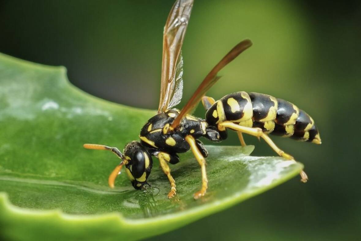 West Island Wasp Control