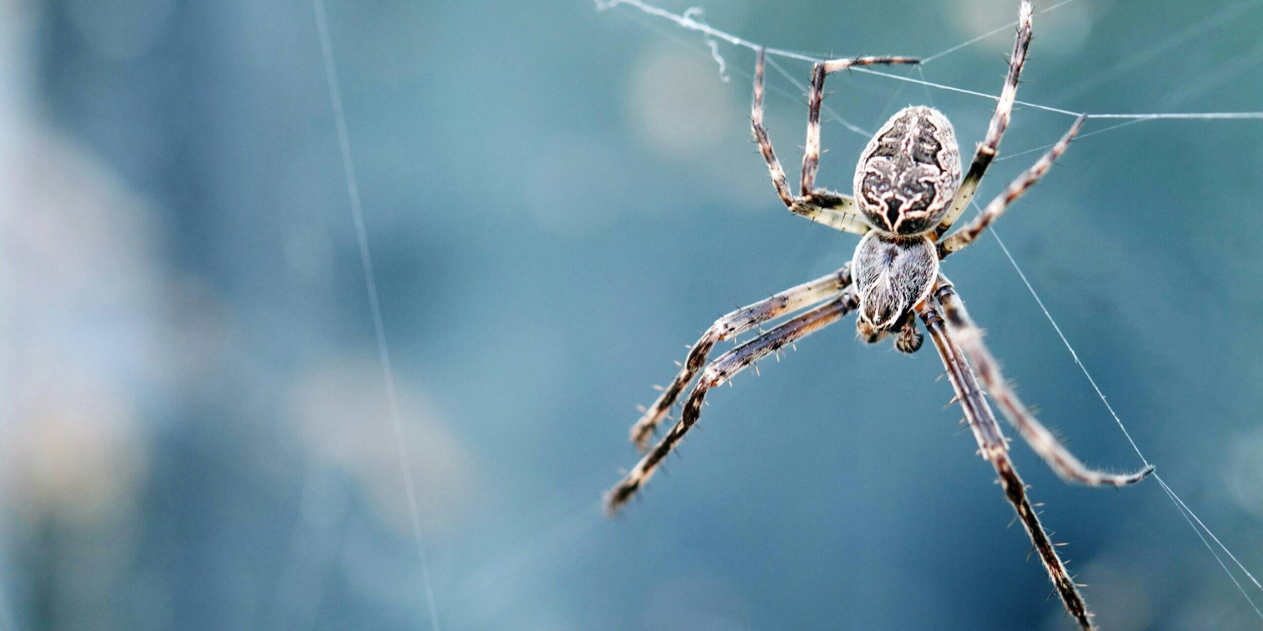 West Island Spider Control